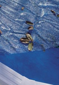 GRE Изотермично лятно покривало за КРЪГЪЛ басейн 250 см 180 микрона