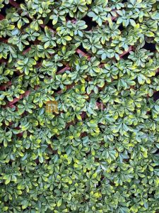 Декоративна ограда Хармоника - Магнолия (Светло зелен) 90%, 2х1 метра