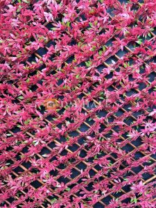 Декоративна ограда Хармоника ЛУКС  - Японски клен, ЧЕРВЕН, 85%, 2х1 метра