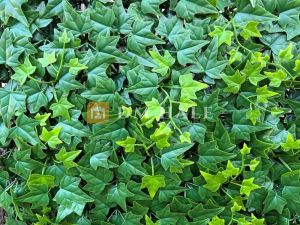 Декоративни плочки "Hedra", 50х50 см, 4 броя