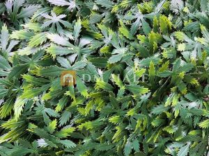 Декоративни плочки "Зелен японски клен", 50х50 см, 4 броя