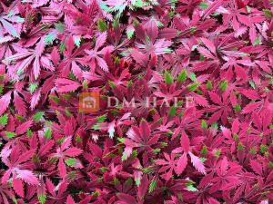 Декоративни плочки "Червен японски клен", 50х50 см, 4 броя