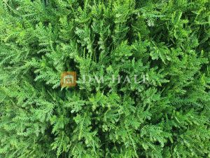 Декоративни плочки "Туя", 50х50 см, 4 броя