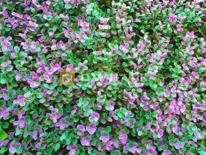 Декоративни плочки "Лавандула", 50х50 см, 4 броя