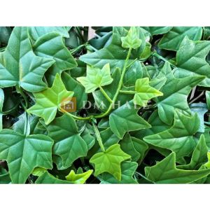 Декоративни плочки "Hedra", 50х50 см, 4 броя