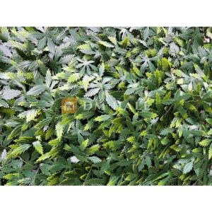 Декоративни плочки "Зелен японски клен", 50х50 см, 4 броя