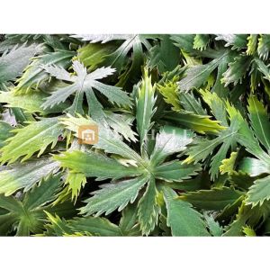 Декоративни плочки "Зелен японски клен", 50х50 см, 4 броя