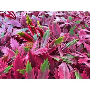 Декоративни плочки "Червен японски клен", 50х50 см, 4 броя