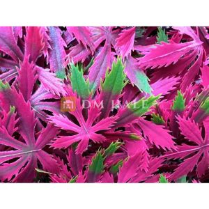 Декоративни плочки "Червен японски клен", 50х50 см, 4 броя