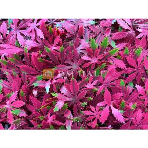 Декоративни плочки "Червен японски клен", 50х50 см, 4 броя