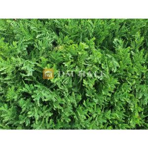 Декоративни плочки "Туя", 50х50 см, 4 броя