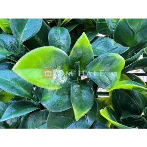 Декоративни плочки "Гардения" 50х50 см, 4 броя