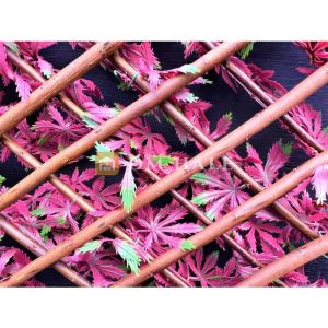 Декоративна ограда Хармоника ЛУКС  - Японски клен, ЧЕРВЕН, 85%, 2х1 метра