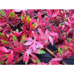 Декоративна ограда Хармоника ЛУКС  - Японски клен, ЧЕРВЕН, 85%, 2х1 метра