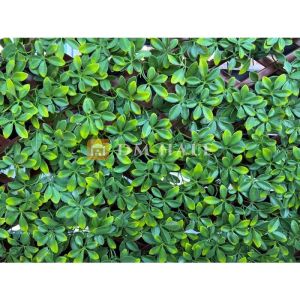 Декоративна ограда Хармоника - Магнолия (Светло зелен) 90%, 2х1 метра