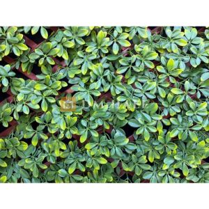 Декоративна ограда Хармоника - Магнолия (Светло зелен) 90%, 2х1 метра