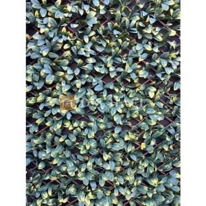 Декоративна ограда Хармоника ЛУКС - Маслина 90%, 2х1 метра